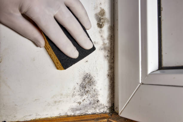 Best Environmental Consulting for Mold Prevention  in Fairfax, OH